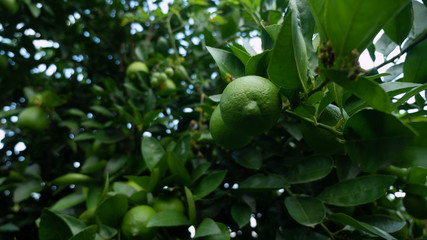 Lemon tree