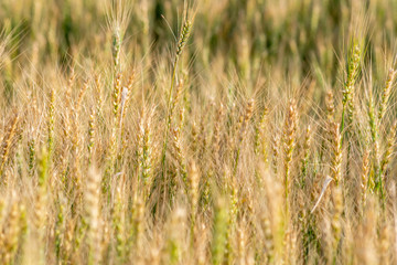 Yellow and green wheat field and sunny day. Ripe yellow wheat ears in the farm land