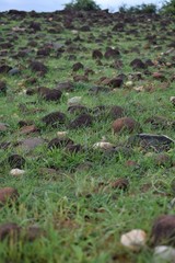 Portrait of rocks on grass