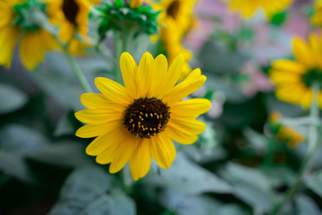 Close shot of a yellow sunflower.