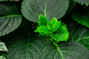 Close shot of a green sprout.
