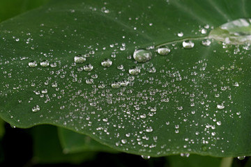 Hydrophobic, Water repellent leaf of a beautiful Elephant Ear plant - Closeup photo showing morning...