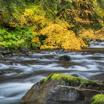 USA, Washington State, Olympic National Park. Vine maples and Sol Duc River in autumn. Credit as: Don Paulson / Jaynes Gallery / DanitaDelimont.com