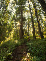 Panoramic Sunny Forest in Autumn