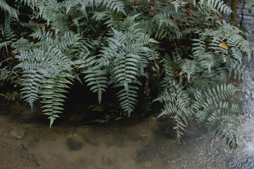 green fern background