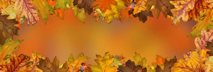 Naklejka na ściany i meble orange autumnal background with leaf of maple tree