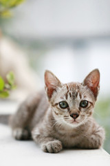 Lovely gray cat sitting at outdoor