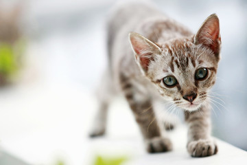 Lovely gray cat walking at outdoor