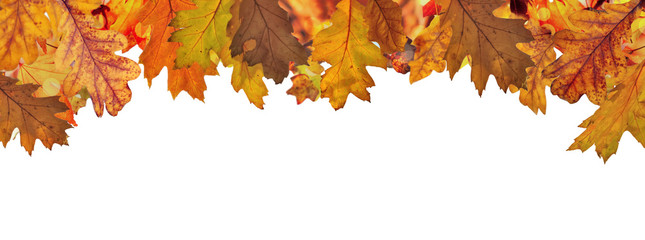 oak leaves with  red, orange and brown autumn colors at the top in border and above white background