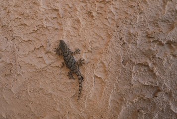Geko de Provence