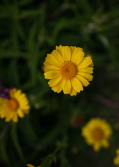 Yellow Flower