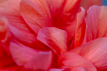 Colorful macro abstract texture of the beautiful petals of a large ruffled pink and yellow double hibiscus flower blossom