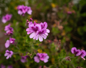 Purple Flowers