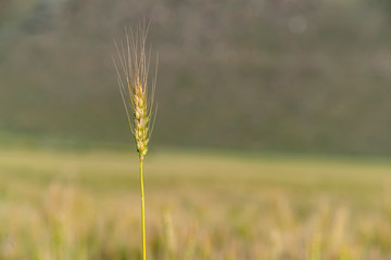 Yellow and green wheat field and sunny day. Ripe yellow wheat ears in the farm land