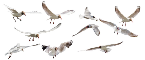 ten isolated on white black-headed gulls in flight