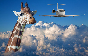 giraffe head and plane above white clouds