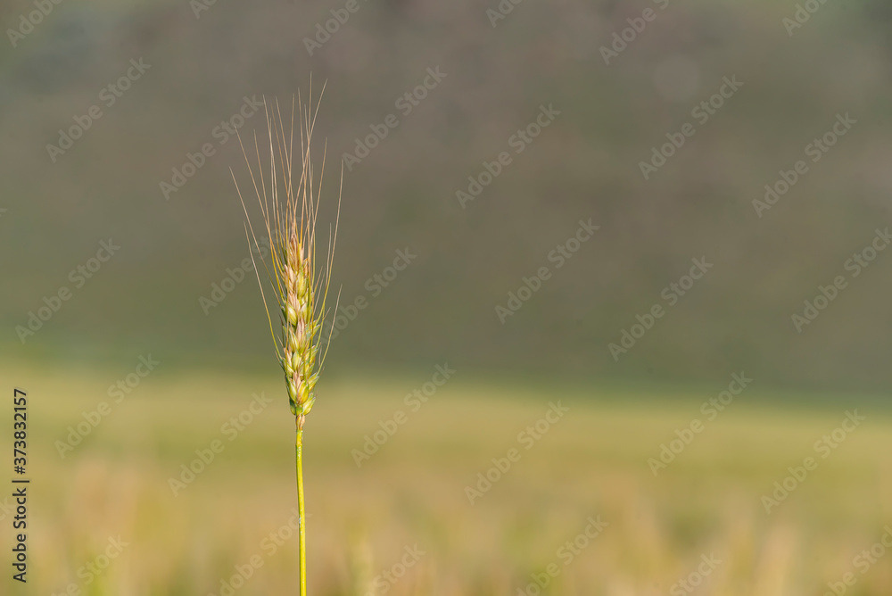 Wall mural yellow and green wheat field and sunny day. ripe yellow wheat ears in the farm land