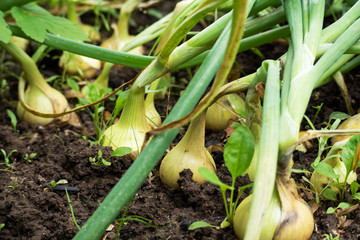 Onions grow in a garden bed. Onions in the ground.