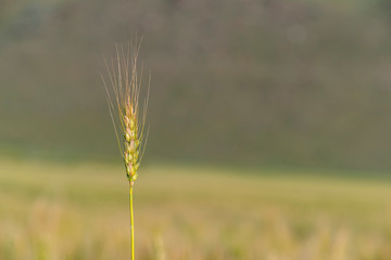 Fototapeta premium Yellow and green wheat field and sunny day. Ripe yellow wheat ears in the farm land