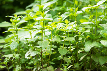 Green bushes of fragrant mint grow in a garden bed.