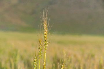 Yellow and green wheat field and sunny day. Ripe yellow wheat ears in the farm land