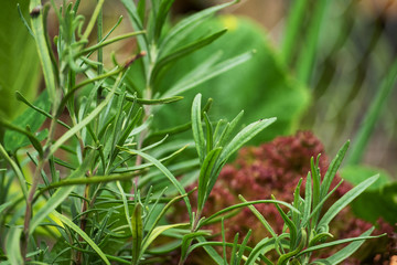 Fresh green rosemary herbs growing in garden