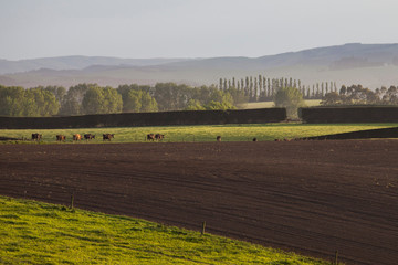 dairy farm landscape in the morning