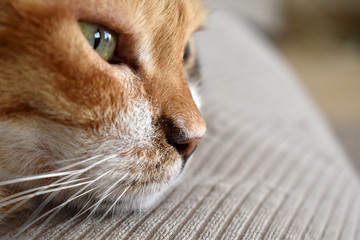Calico cat or Tortoiseshell cat sitting on the sofa with a thoughtful face.  Close up cat face.  Copy space is on the blurry part of the right side.  Thoughtful cat face. 