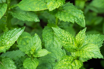 Green bushes of fragrant mint grow in a garden bed.