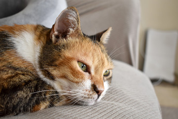 Calico cat or Tortoiseshell cat sitting on the sofa with a thoughtful face.  Selective focus on the right cat eye.  Copy space is on the blurry part of the right side. 