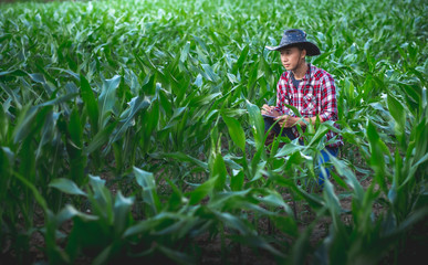 Young farmer sitting working in corn field and research or checking problem, worm eating leaf corn, Agriculture concept.
