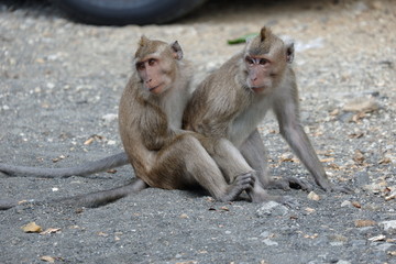 Macaca fascicularis is a small-bodied long-tailed monkey native to Southeast Asia, used for medical experiments. The color of the hair on his body is gray brown. The babies are blackish in color.