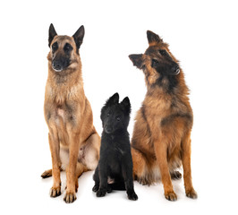 three belgian shepherds