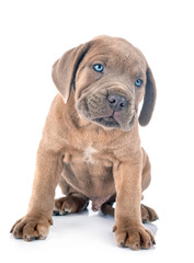 Obraz premium puppy cane corso