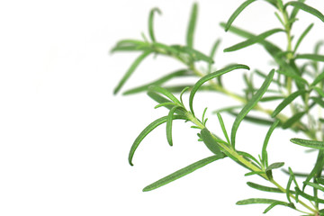 fresh rosemary