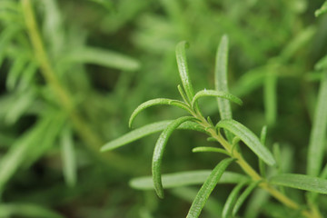 fresh rosemary