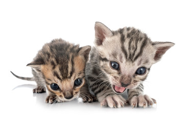 bengal kitten in studio