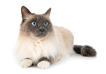 birman cat in studio