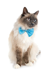 birman cat in studio
