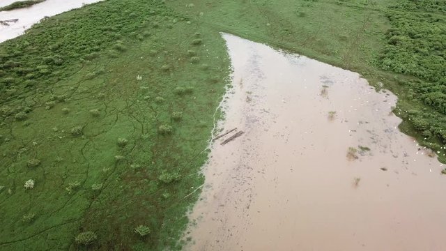 Top view of brids flying away on  green grass fields