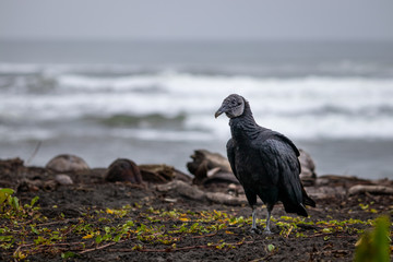 vulture on the beach
