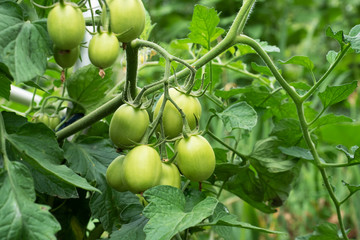 Green tomatoes on a branch grow in a greenhouse.
