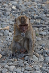 Obraz premium Macaca fascicularis is a small-bodied long-tailed monkey native to Southeast Asia, used for medical experiments. The color of the hair on his body is gray brown. The babies are blackish in color.