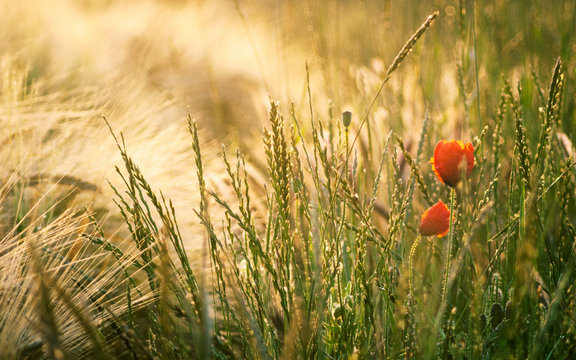 Poppy flower at a corn field