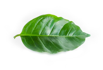 fresh green coffee leaves isolated on white.