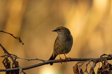 Dunnock, Prunella modularis, perched on branch looking towards left with autumn tones background