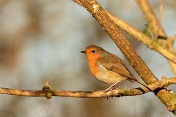 Robin redbreast, Erithacus rubecula, perched on bare branch with copy space