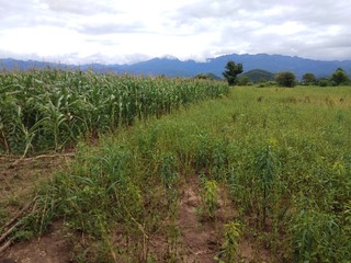 field of sesame and corn 