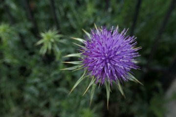 purple thistle flower