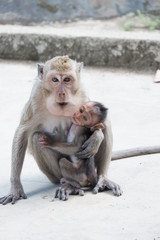 Naklejka premium Macaca fascicularis is a small-bodied long-tailed monkey native to Southeast Asia, used for medical experiments. The color of the hair on his body is gray brown. The babies are blackish in color.